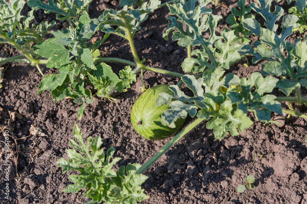 Fototapeta premium Stem of watermelon with leaves and young fruit against soil