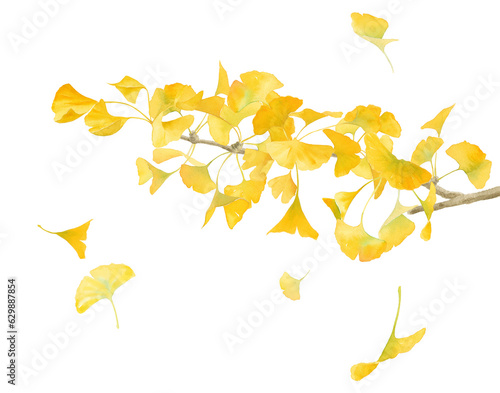 黄色に色づいたイチョウの水彩イラスト。風で散る落ち葉。秋の自然素材。