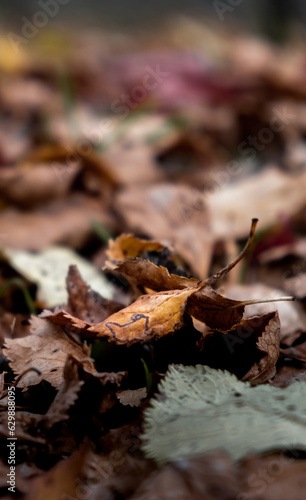 Closeup of multicolored brown, yellow dried leaves on ground. Soft focus. Garden lawn covered by dry leaves. Autumn concept. Natural background. Landscape view. Details of nature. Forest scene