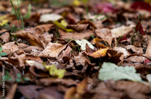 Closeup of multicolored brown, yellow dried leaves on ground. Soft focus. Garden lawn covered by dry leaves. Autumn concept. Natural background. Landscape view. Details of nature. Forest scene