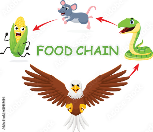 Cartoon animal food chain diagram, corn, mouse, snake and eagle, Isolated on white background