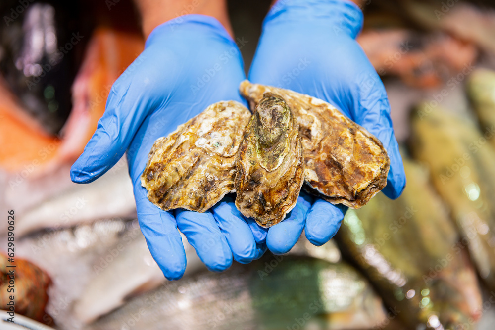 Men's hands in sanitary gloves with fresh oysters. The chef demonstrates shows holding fresh oysters in his hands for a customer at the morning fish market. Men's hands in sanitary gloves with fresh oysters. The chef demonstrates shows holding fresh oysters in his hands for a customer at the morning fish market.
