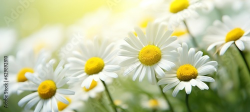 Daisy or chamomile flower garden field. Generative AI technology.