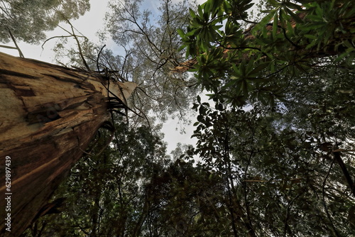 Canopy of tall mountain ash eucalyptus trees -Eucalyptus regnan