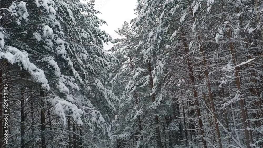 Driving Through a Snow-clad Forest. Magic Car Trip on the Road by Pine Forest Covered by Snow. Front View from Car Passenger Window. Winter Nordic Rural Landscape. Traveling. Cold Season. Snowy Wood
Driving Through a Snow-clad Forest. Magic Car Trip on the Road by Pine Forest Covered by Snow. Front View from Car Passenger Window. Winter Nordic Rural Landscape. Traveling. Cold Season. Snowy Wood