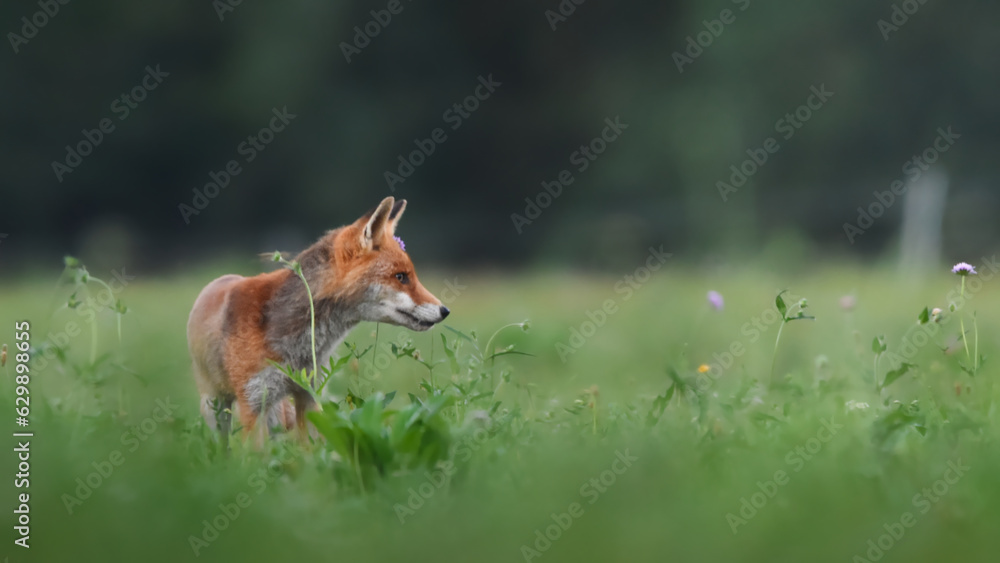 Deutscher, gefleckter Rotfuchs auf Blumenwiese Deutscher, gefleckter Rotfuchs auf Blumenwiese