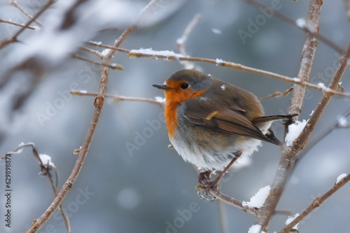 Rotkehlchen im kalten, verschneiten Winter © Lukas