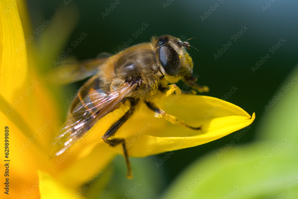 Closeup of a honey bee sitting with pollen in a yellow brilliant sunflower at a summer day Closeup of a honey bee sitting with pollen in a yellow brilliant sunflower at a summer day