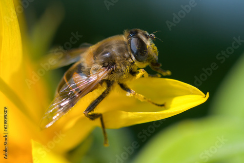 Closeup of a honey bee sitting with pollen in a yellow brilliant sunflower at a summer day