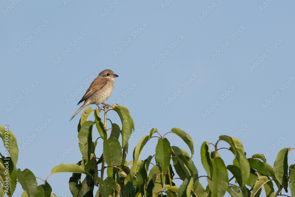 Neuntöter (Laius collurio) oder Rotrückenwürger Neuntöter (Laius collurio) oder Rotrückenwürger