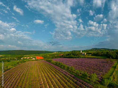 Fototapeta Naklejka Na Ścianę i Meble -  The levander is a palnt with purple flower. The crop of levander useable for  cosmetics, medicines,  fragrance. 
In Agriculture fields has amazing textures by plants. Colorful landscape with fields. 
