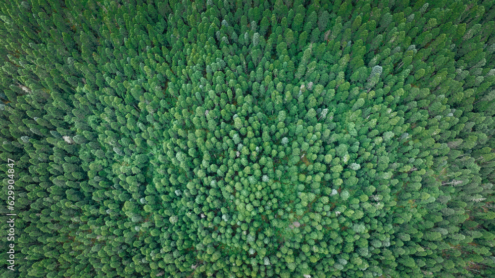 Pine trees in beautiful forest landscape Pine trees in beautiful forest landscape