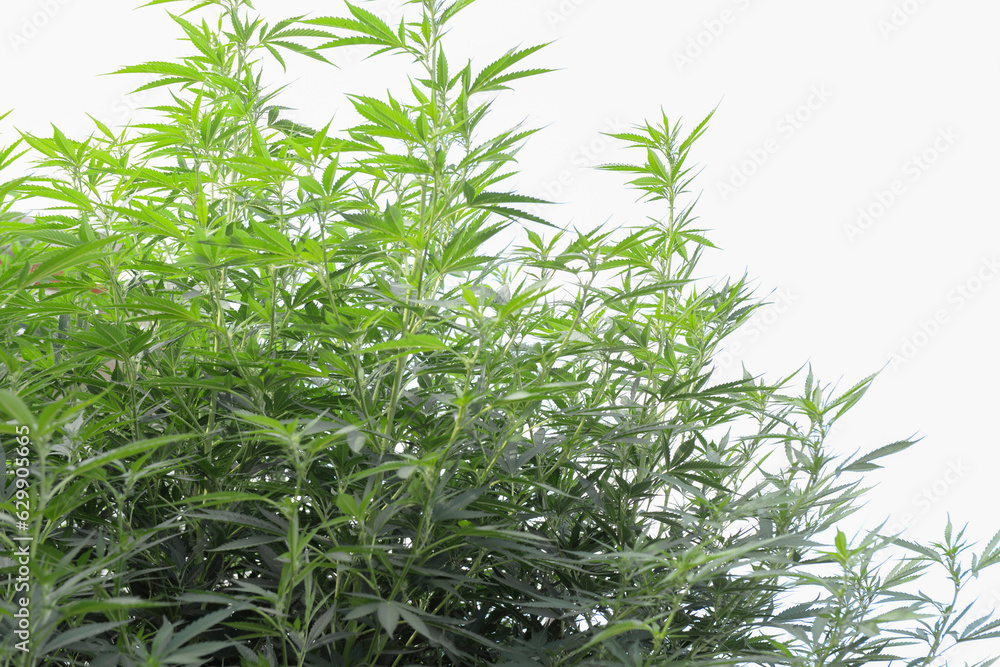 Large plant, marijuana bush, twigs and leaves on a white background. Cultivation of a medical narcotic plant Large plant, marijuana bush, twigs and leaves on a white background. Cultivation of a medical narcotic plant