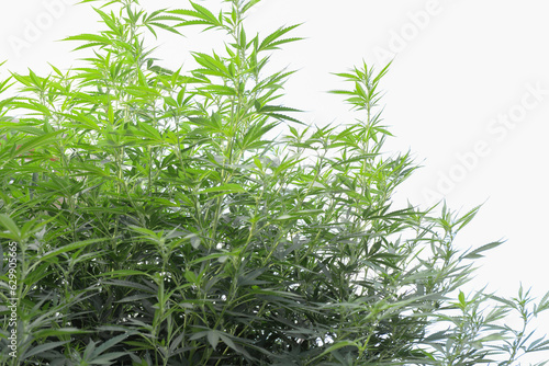 Fototapeta Naklejka Na Ścianę i Meble -  Large plant, marijuana bush, twigs and leaves on a white background. Cultivation of a medical narcotic plant