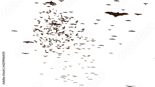 Canvastavla group of flying foxes, mega bats isolated on transparent background