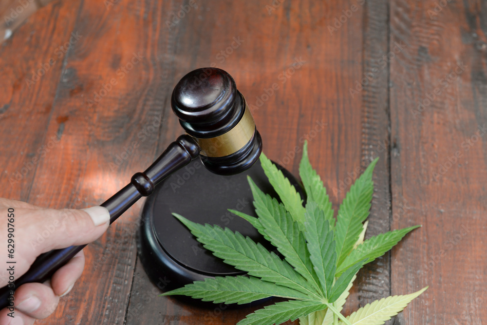 judicial gavel, small ceremonial mallet in judge's hand near marijuana leaves cultivation of medical narcotic plant. The concept of legalization of cultivation and sale of marijuana and punishment - obrazy, fototapety, plakaty 