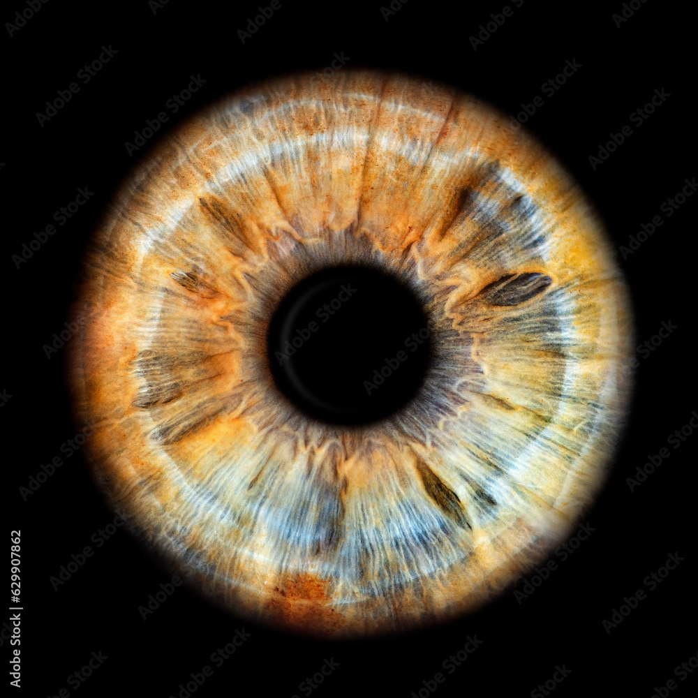 IRIS EWP IRIS EWP