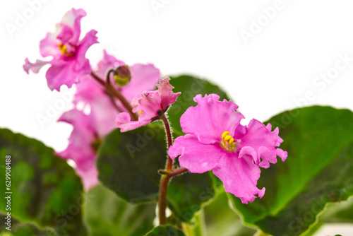 pink flower isolated on white