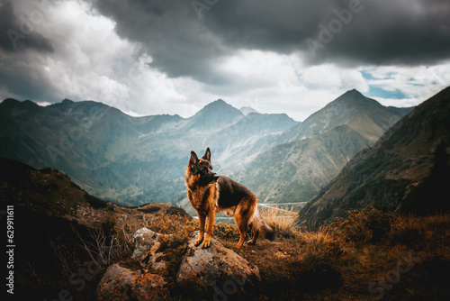 German shepherd dog in alpine environment, mountains, landscape, vacation