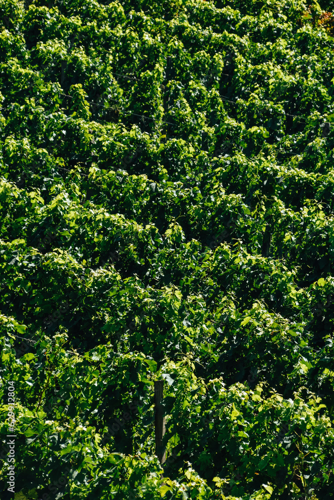 Foto de las viñas en Saint-Emilion, Francia.