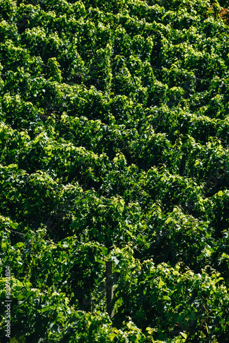 Foto de las viñas en Saint-Emilion, Francia.