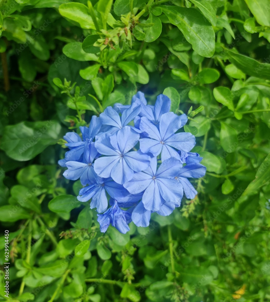 blue flowers in the garden