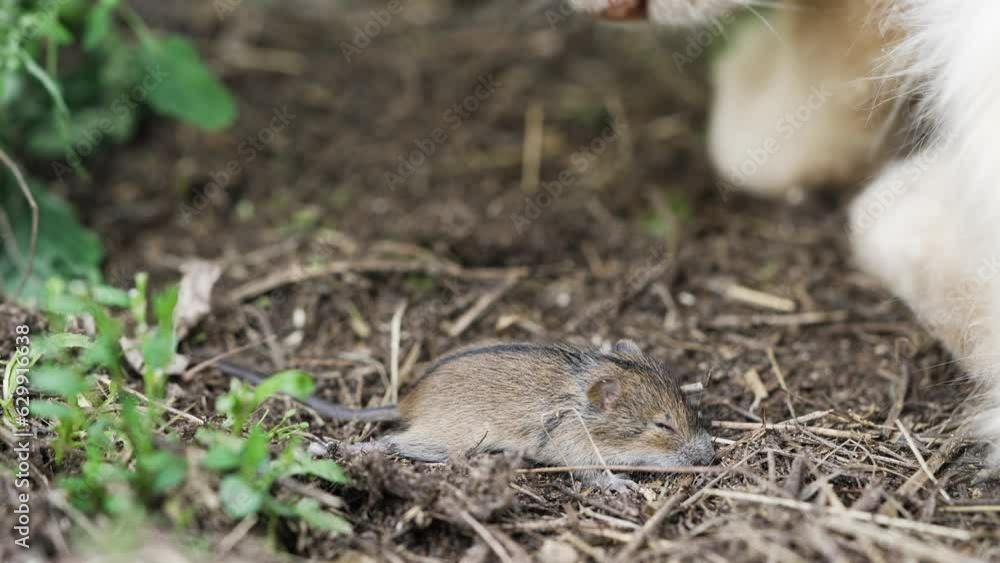 The cat sniffs a frightened wounded mouse lying on the ground. Predator hunting The cat sniffs a frightened wounded mouse lying on the ground. Predator hunting