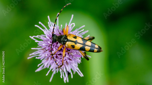 Insect on a flower.