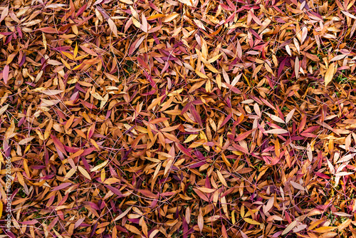 Texture of leaves in autumn colours of orange red and yellow photo