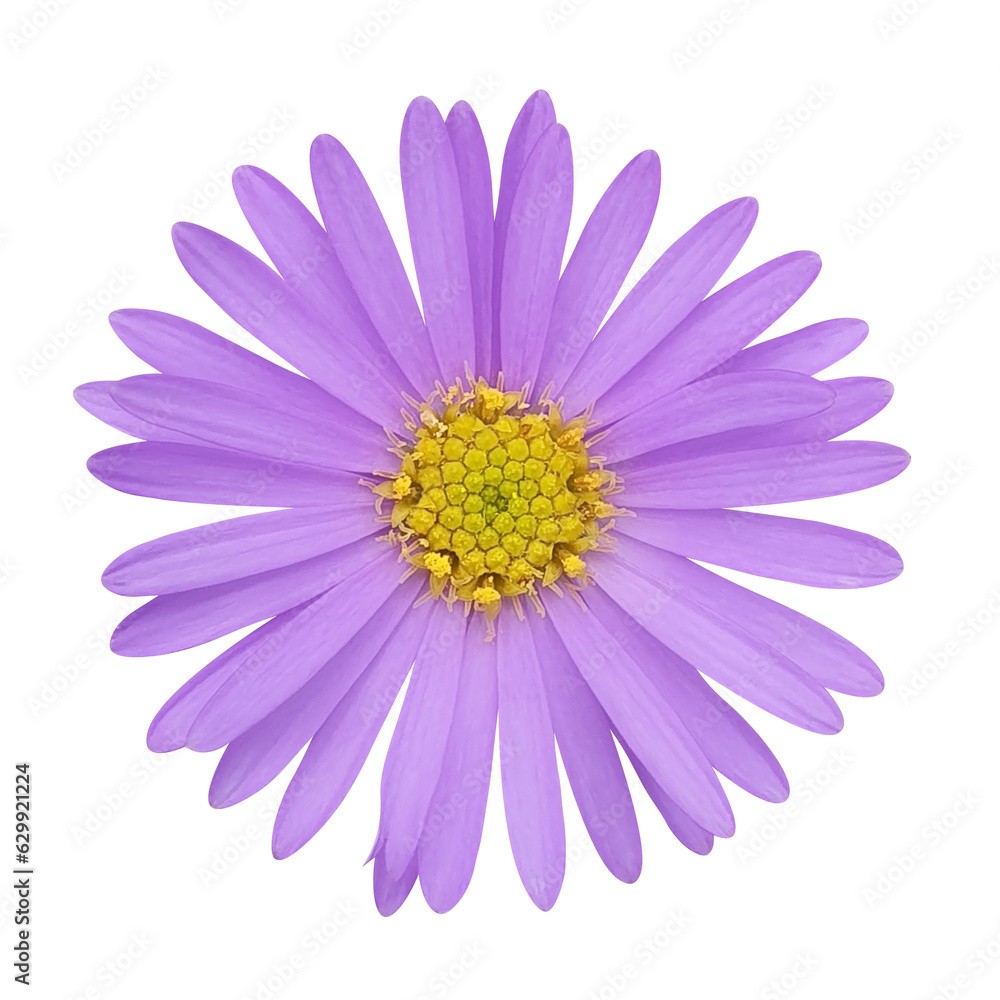 purple daisy on transparent background purple daisy on transparent background