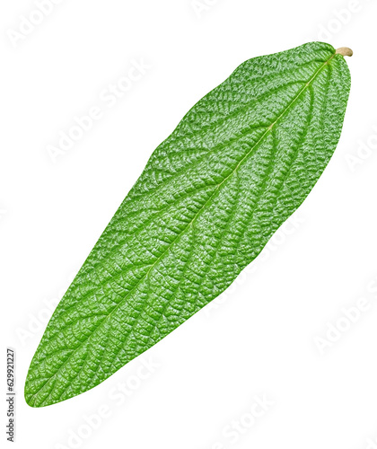 leatherleaf viburnum leaf transparent background photo