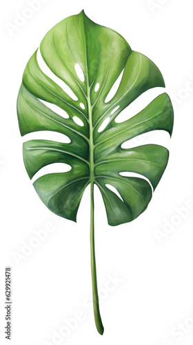 Monstera. Green palm leaf. Tropical plants. Watercolor botany.