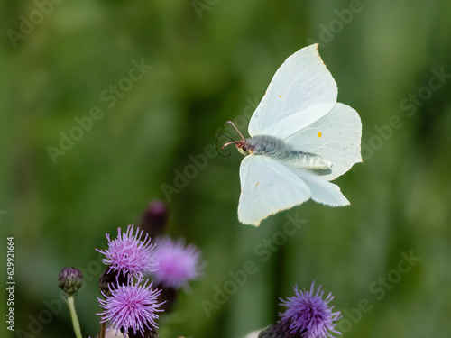 Brimstone photo