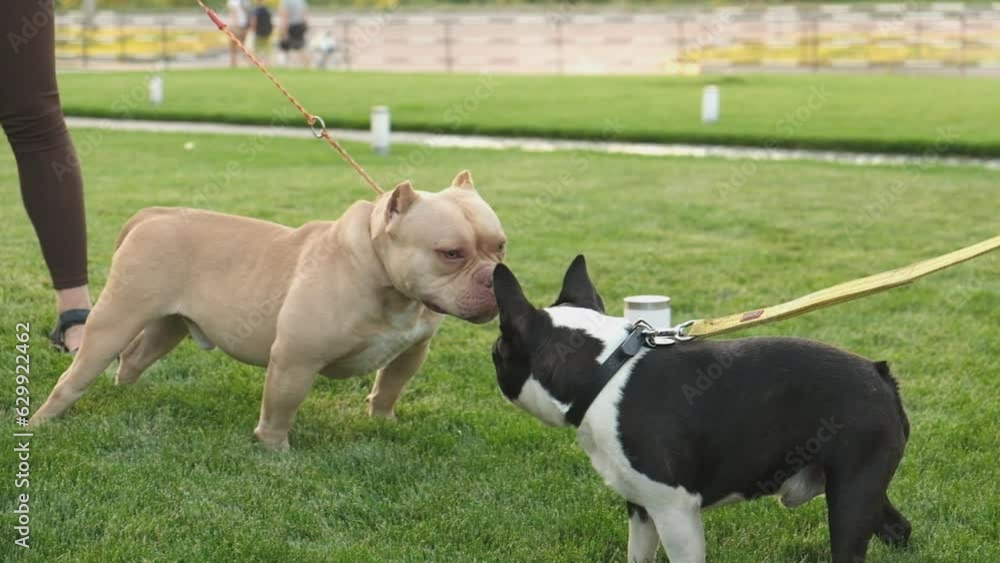 Meeting of two dogs for a walk in the American Bully and Boston Terrier park.