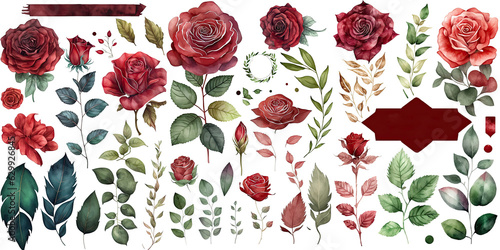 Set of Rose watercolor collection of hand drawn, Rose Red wine color, Rose elegant watercolor illustration , Rose isolated transparent background, PNG.