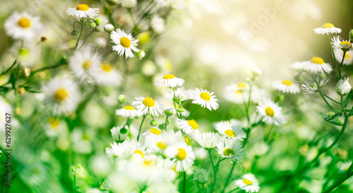 Fototapeta Naklejka Na Ścianę i Meble -  Chamomile flower field. Camomile in the nature. Field of camomiles at sunny day at nature. Camomile daisy flowers in summer day. Chamomile flowers field wide background in sun light