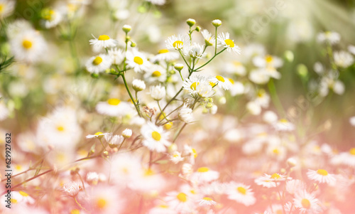 Beautiful nature scene with blooming medicinal daisies. Alternative medicine. © Татьяна Качайло