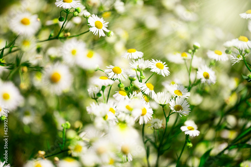 Chamomile flowers field wide background in sunlight. Summer daisies.