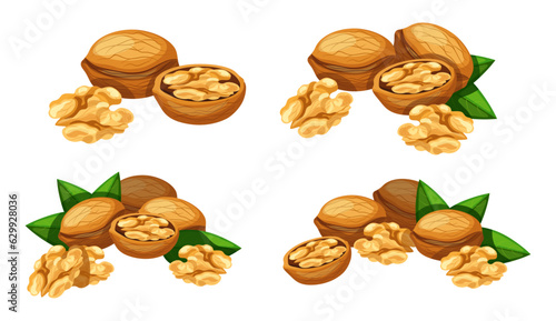 Set of delicious and beautiful walnuts isolated on white background. Vector illustration of fresh whole, peeled and half tasty walnuts with green leaves in cartoon style.
