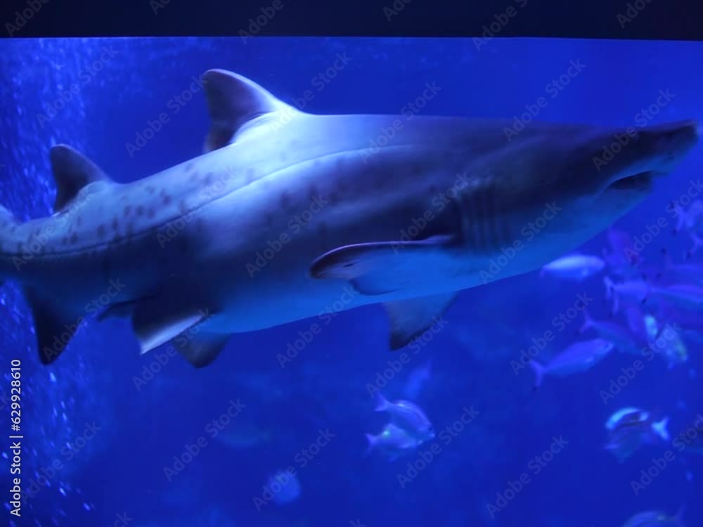 Bull shark in aquarium tank predator Bull shark in aquarium tank predator