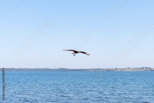 Hawk   eagle in flight on the river