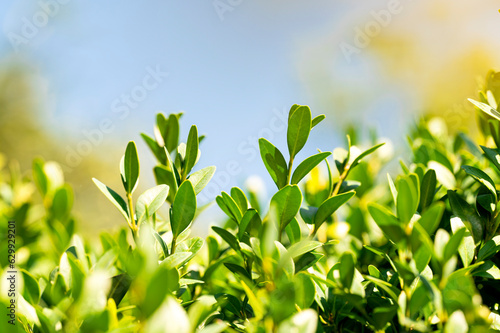 Green ecological background. green leaves in sunlight