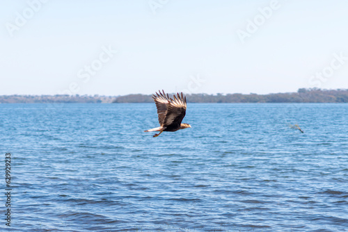 Hawk / eagle in flight on the river © GilvanArruda