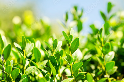 Natural green plant leaves using spring background ecological environment