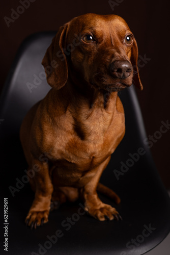 Brown dachshund portrait on dark background.