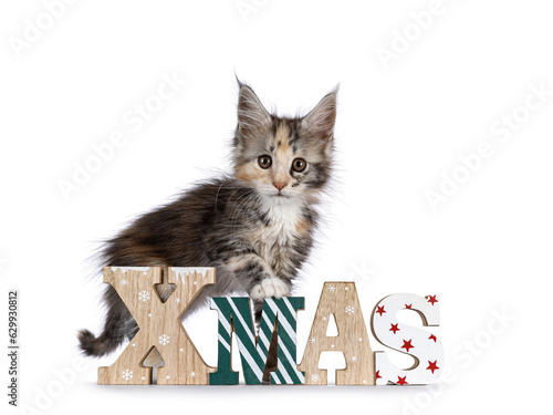 Adorable cute tortie cat kitten, standing side ways with front paws on little wooden stool. Looking towards camera. Isolated on a white background.