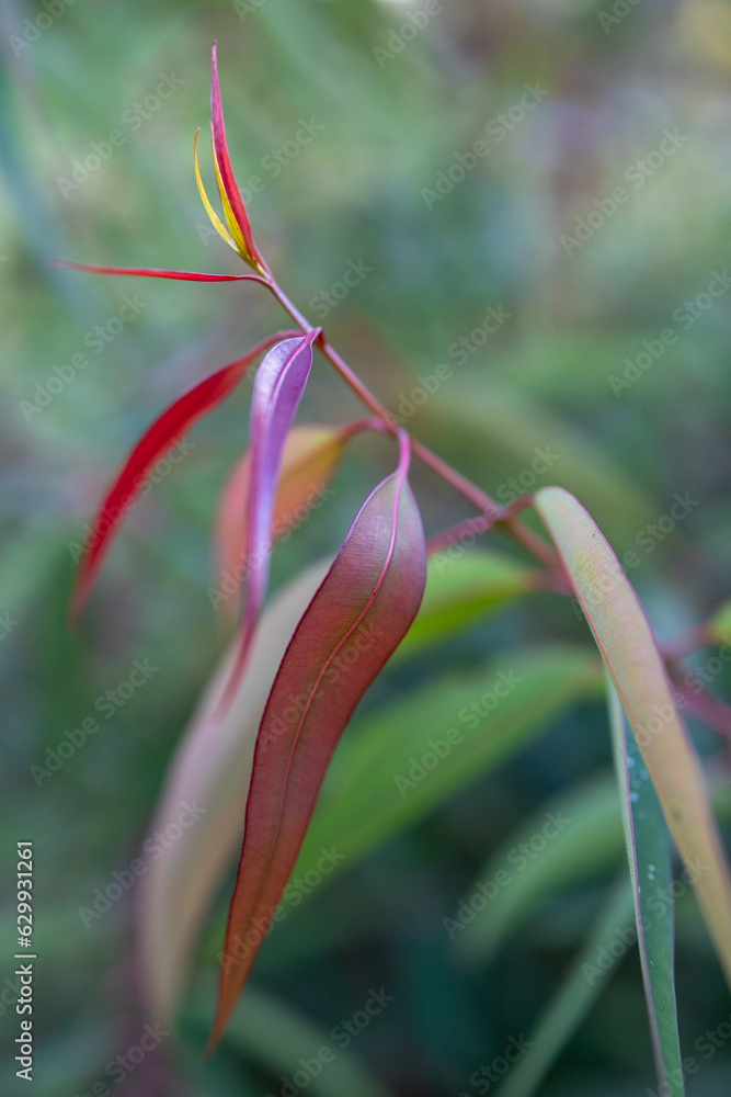 Young leaves on smooth-barked apple tree