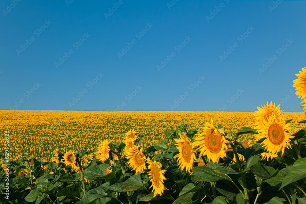 Fototapeta premium agricultural business.sunflower oil production.sunflower harvest.sunflower field.farming and agronomy in ukraine.sunflower promotion.yellow field.young harvest.sunflowers wallpaper. big field.summer
