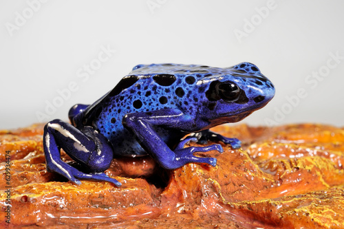 Blue poison dart frog // Blauer Baumsteiger (Dendrobates tinctorius var. azureus) photo