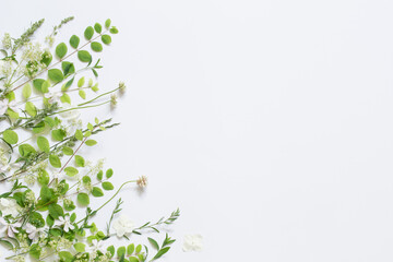 wildflowers and plants on white background
